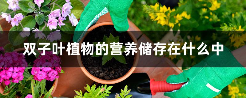 双子叶植物的营养储存在什么中