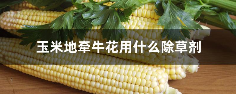 玉米地牵牛花用什么除草剂