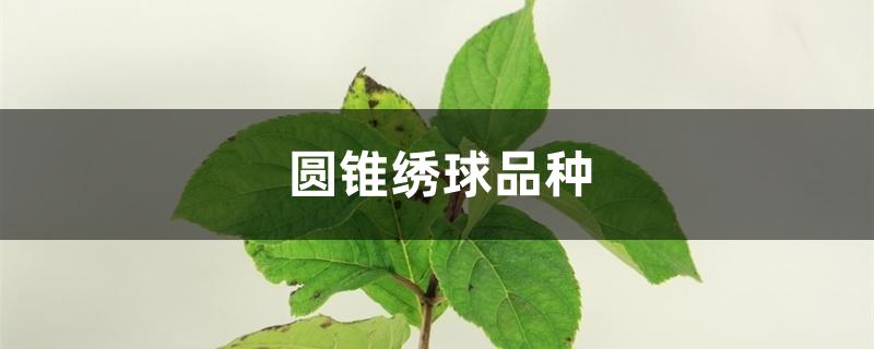 圆锥绣球品种