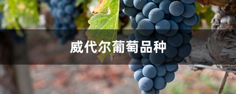 威代尔葡萄品种