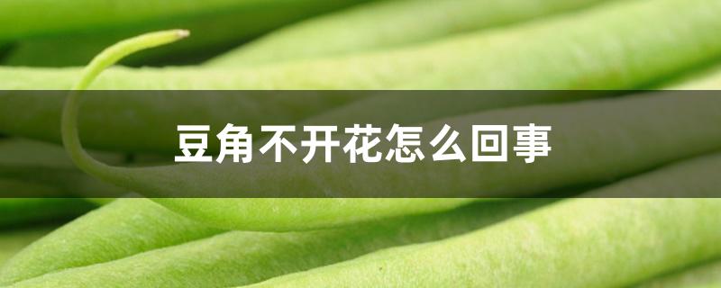 豆角不开花怎么回事