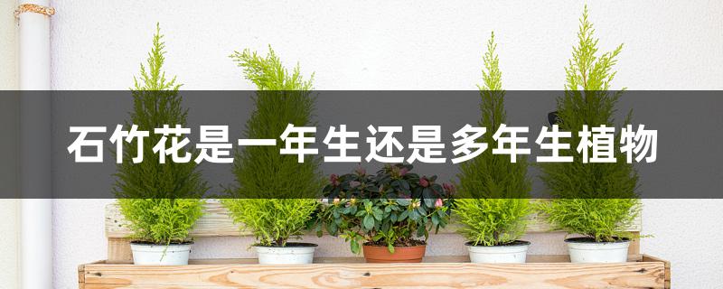 石竹花是一年生还是多年生植物