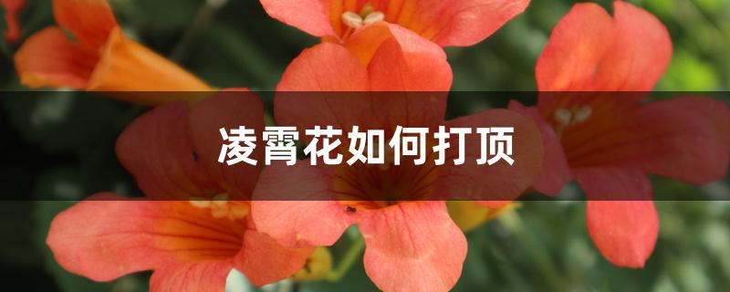 凌霄花如何打顶