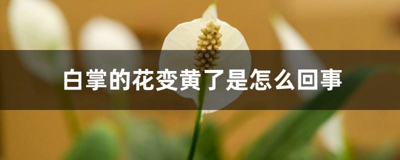 白掌的花变黄了是怎么回事