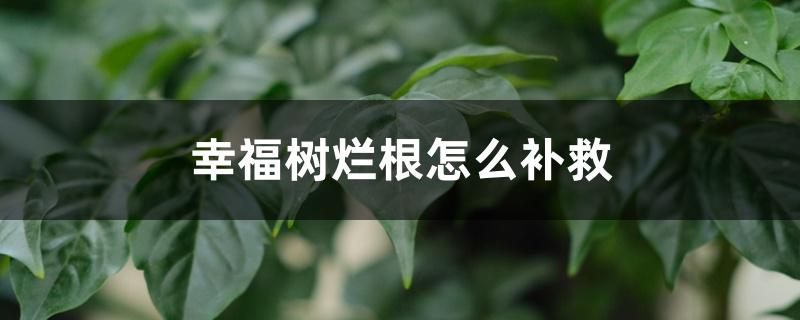 幸福树烂根怎么补救