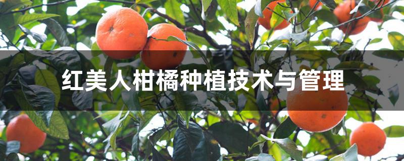 红美人柑橘种植技术与管理