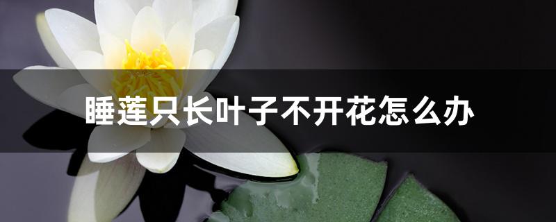 睡莲只长叶子不开花怎么办