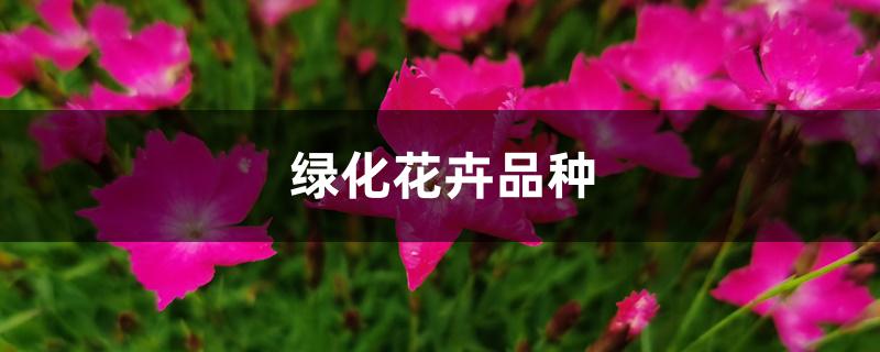 绿化花卉品种