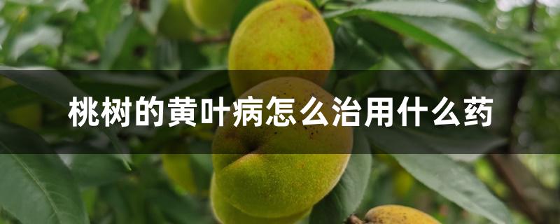 桃树的黄叶病怎么治用什么药