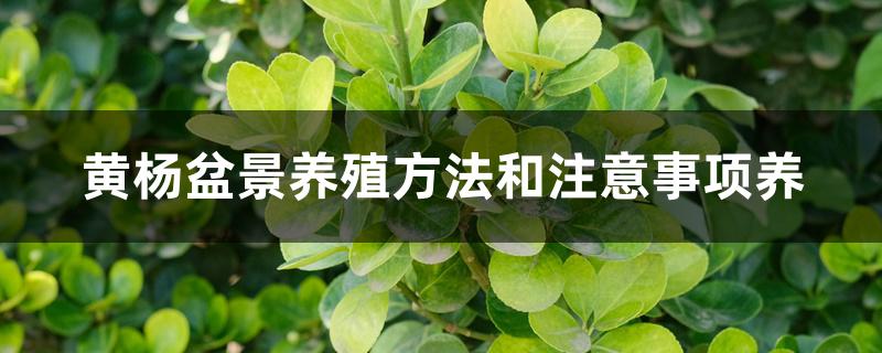 黄杨盆景养殖方法和注意事项