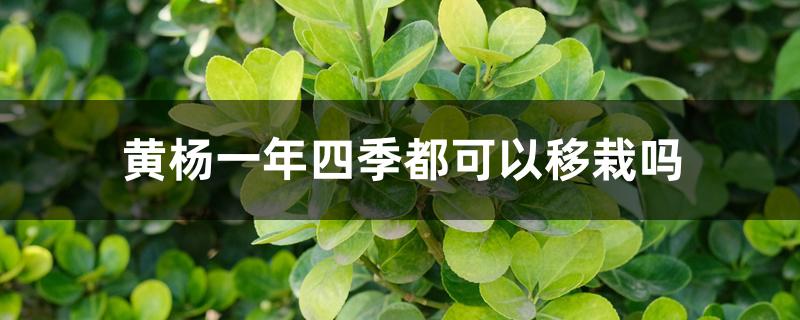 黄杨一年四季都可以移栽吗