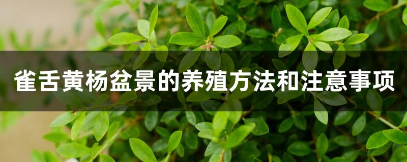 雀舌黄杨盆景的养殖方法和注意事项