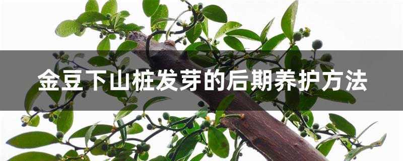 金豆下山桩发芽的后期养护方法