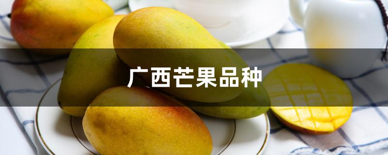 广西芒果品种