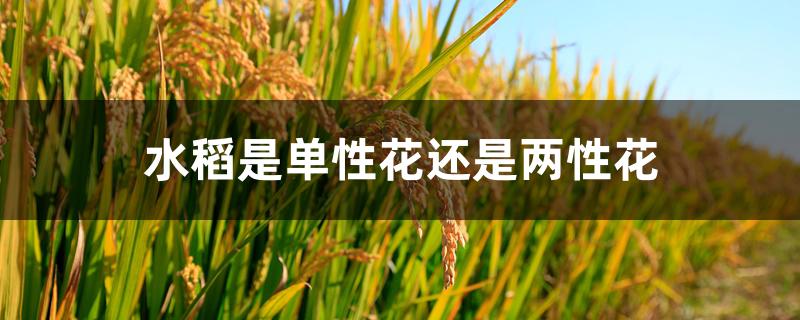 水稻是单性花还是两性花