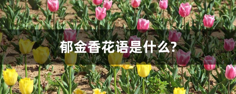 郁金香花语是什么?