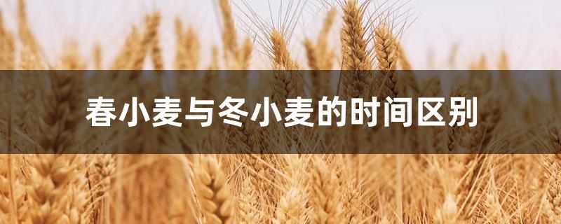 春小麦与冬小麦的时间区别