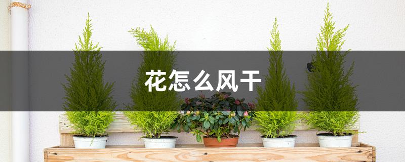 花怎么风干