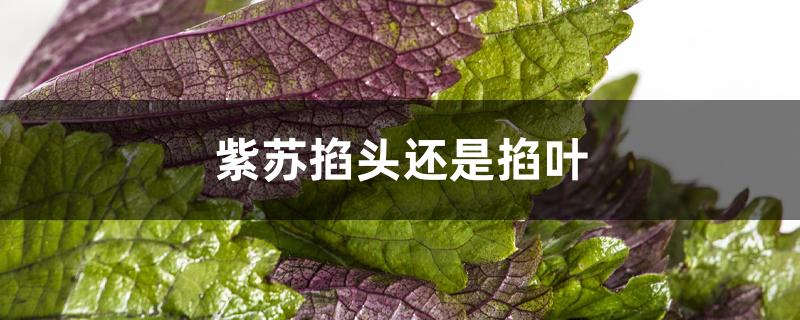 紫苏掐头还是掐叶