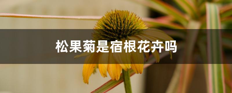 松果菊是宿根花卉吗