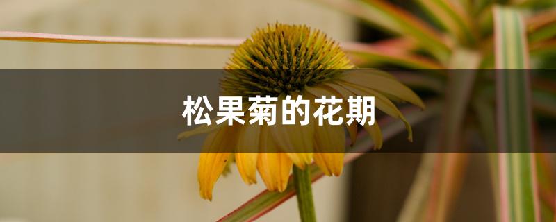 松果菊的花期