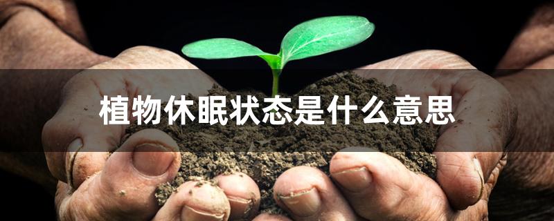 植物休眠状态是什么意思