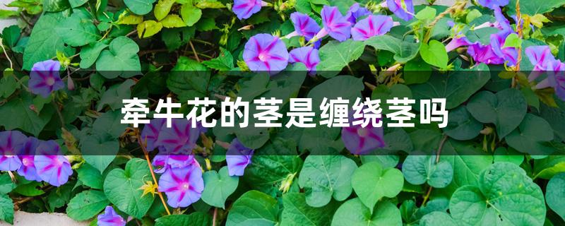 牵牛花的茎是缠绕茎吗