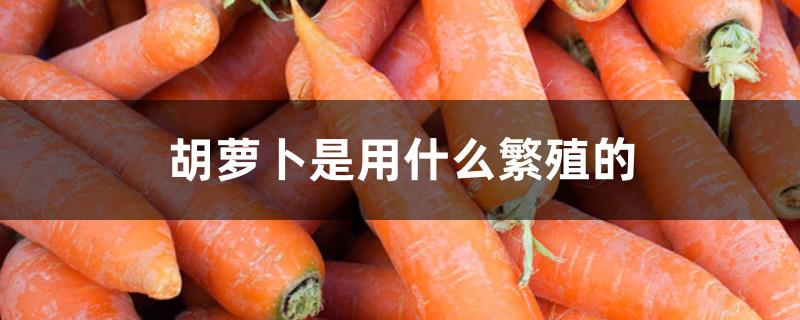 胡萝卜是用什么繁殖的