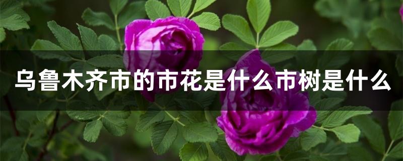 乌鲁木齐市的市花是什么市树是什么