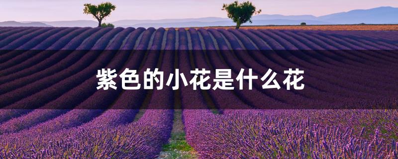 紫色的小花是什么花