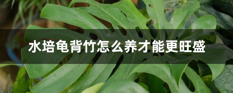 水培龟背竹怎么养才能更旺盛