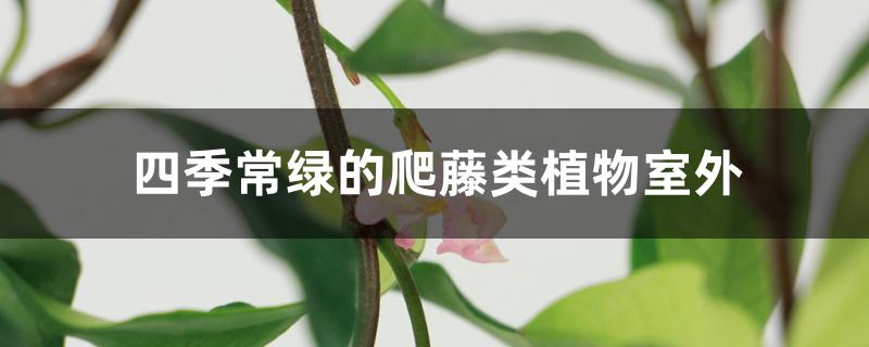 四季常绿的爬藤类植物室外