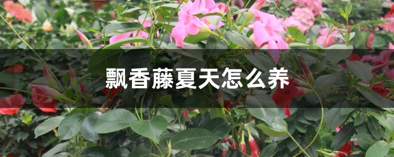 飘香藤夏天怎么养