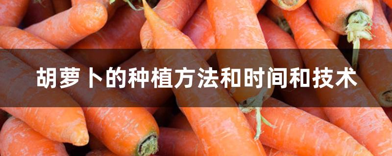 胡萝卜的种植方法和时间和技术