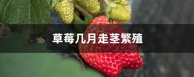 草莓几月走茎繁殖