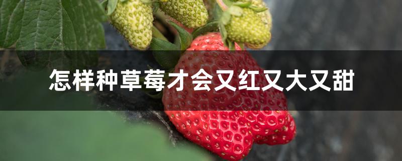怎样种草莓才会又红又大又甜