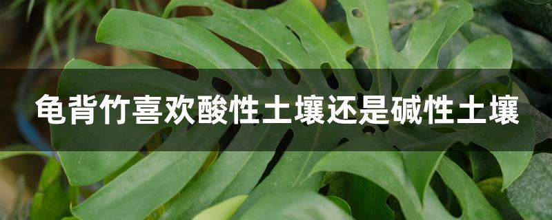 龟背竹喜欢酸性土壤还是碱性土壤