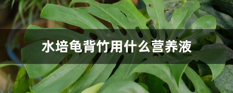 水培龟背竹用什么营养液