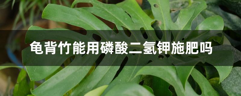 龟背竹能用磷酸二氢钾施肥吗