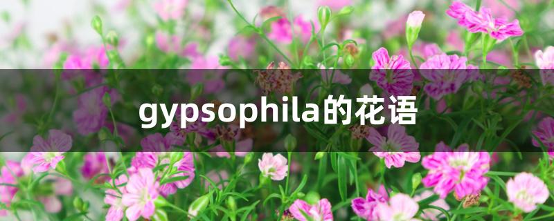 gypsophila的花语
