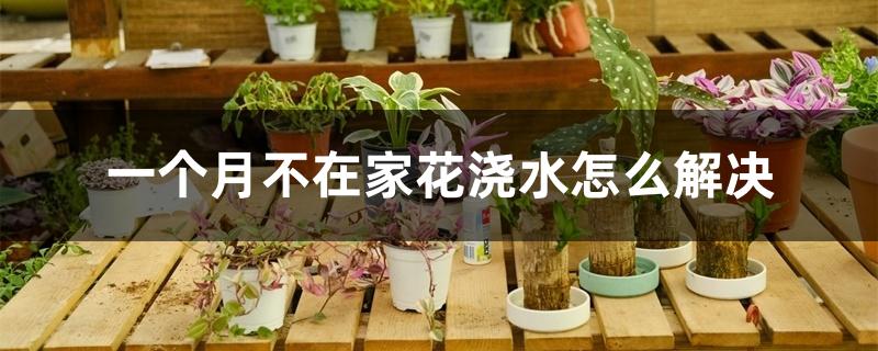 一个月不在家花浇水怎么解决