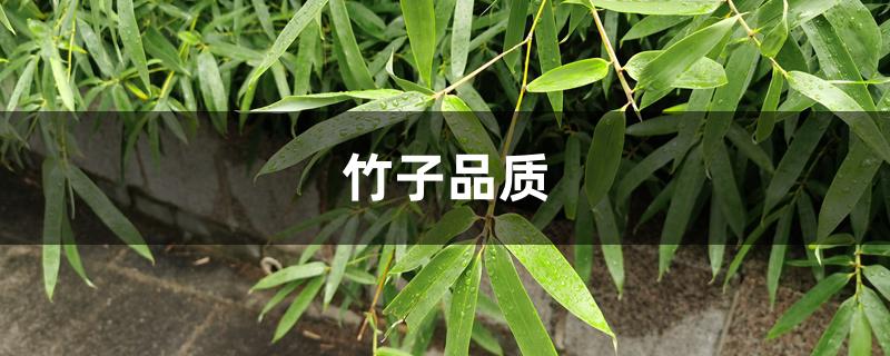 竹子品质