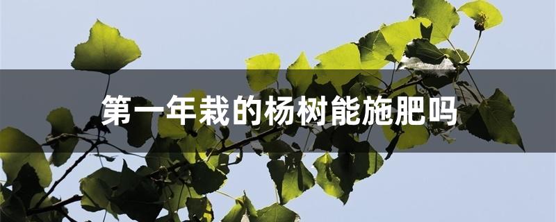 第一年栽的杨树能施肥吗
