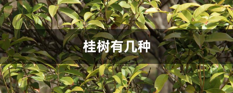 桂树有几种