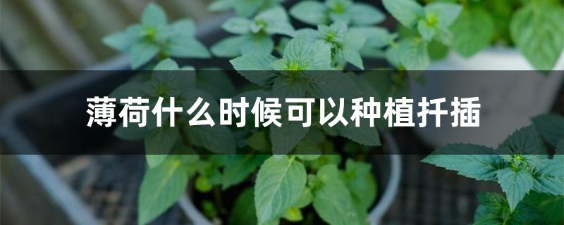 薄荷什么时候可以种植扦插