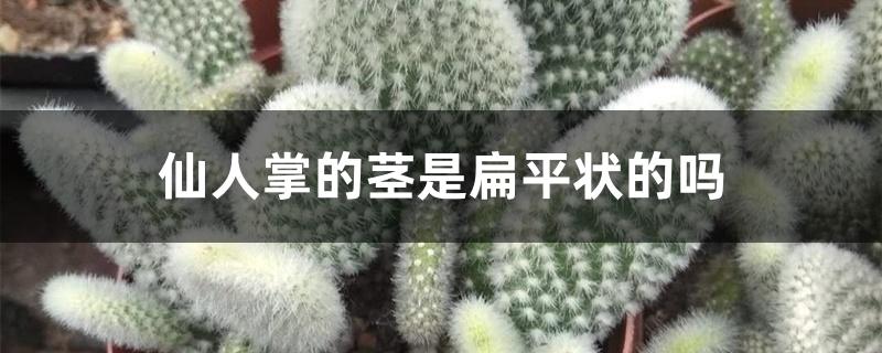 仙人掌的茎是扁平状的吗