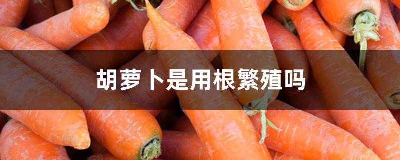 胡萝卜是用根繁殖吗