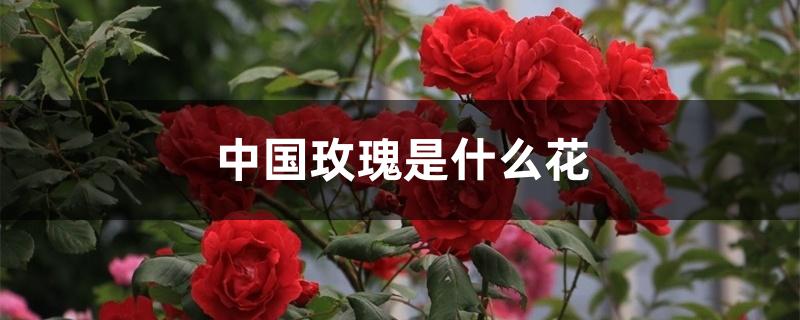 中国玫瑰是什么花