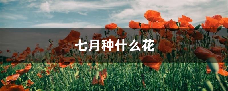 七月种什么花