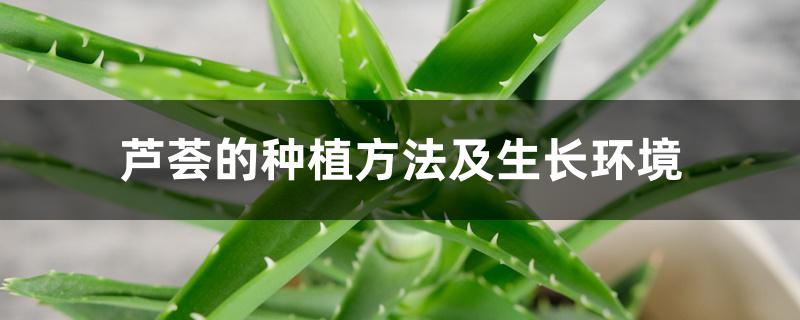 芦荟的种植方法及生长环境